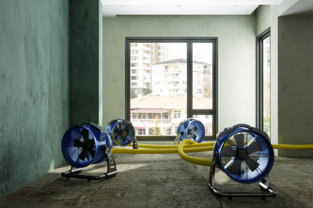 Best Mold removal after water damage  in Mesquite, TX